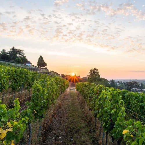 Wein Gourmet-Reise in die Pfalz vom 30.10. – 02.11.2025